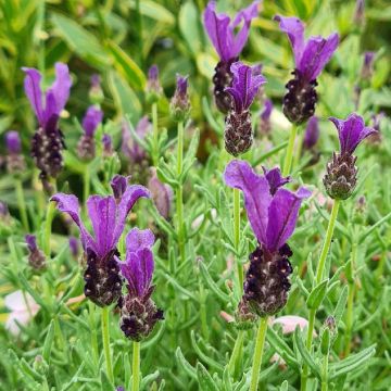 Tupsulaventeli Magical Posy Purple