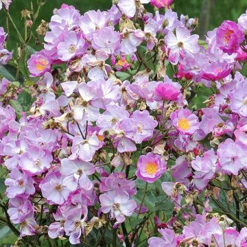 Pensasruusu Lavender Dream