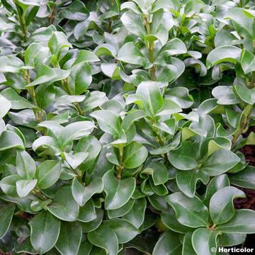 Japaninlikusteri Rotundifolium