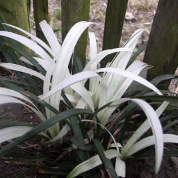 Apinanruoho Okina