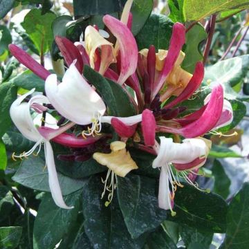 Ruotsinköynnöskuusama Caprilia Impérial