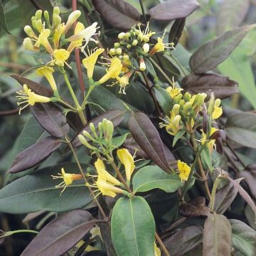 Myrttikuusama Copper Beauty