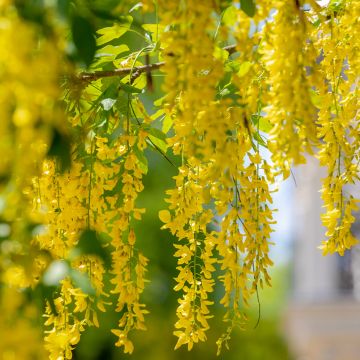 Etelänkultasade - Laburnum anagyroides