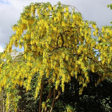 Etelänkultasade (siemenet) - Laburnum anagyroides