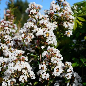 Kiinankutrio Neige d'Eté