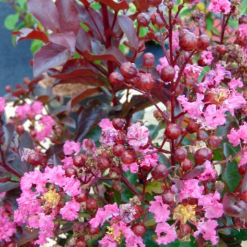 Kiinankutrio Rhapsody in PINK