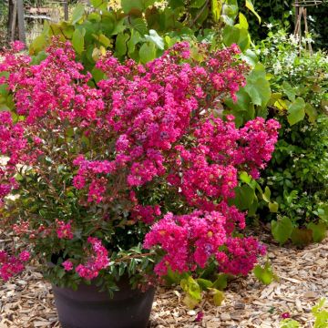 Kiinankutrio Cherry