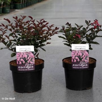 Kiinankutrio Coral Magic