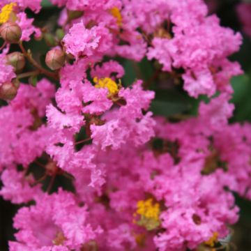 Kiinankutrio Jacqueline Desmartis