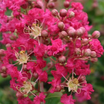 Kiinankutrio Margaux