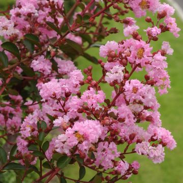 Kiinankutrio Pink Grand Sud
