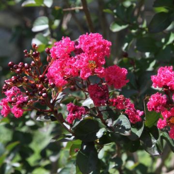 Kiinankutrio Pink Velours
