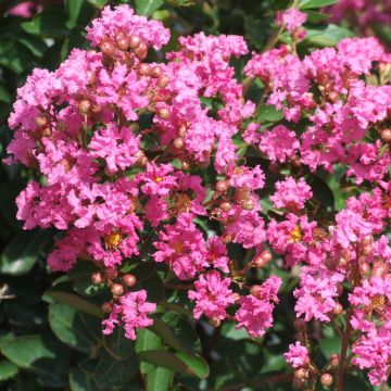 Kiinankutrio Rose Indien
