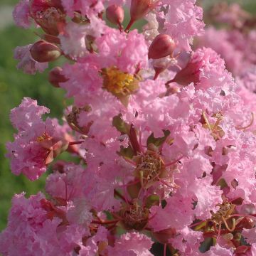 Kiinankutrio Rose Thé
