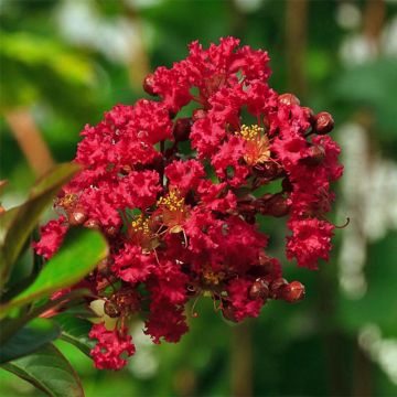 Kiinankutrio Rouge Nain