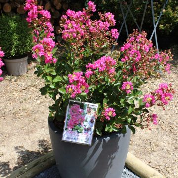 Kiinankutrio Terrasse Rose