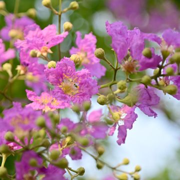 Kiinankutrio Violacea