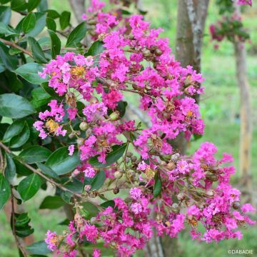Kiinankutrio Mimie Rose