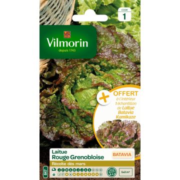 Bataviasalaatti Rouge Grenobloise - Vilmorin