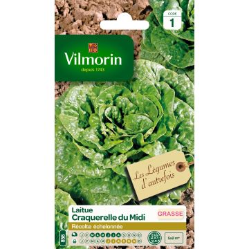 Keräsalaatti Craquerelle du Midi - Vilmorin