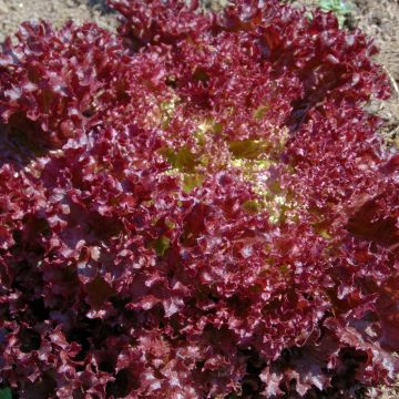 Salaatti Lollo Rossa Concorde taimena