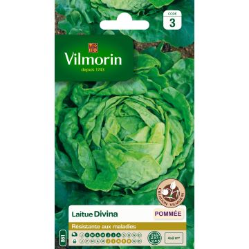 Salaatti Divina - Vilmorin