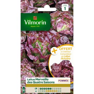 Keräsalaatti Merveille des Quatre Saisons - Vilmorin