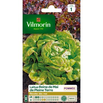 Salaatti Reine de Mai - Vilmorin