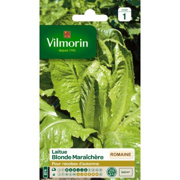 Sidesalaatti vaalea - Vilmorin