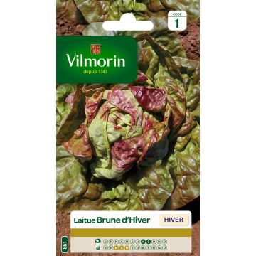 Sidesalaatti Brune d'Hiver - Vilmorin