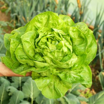 Salaatti Kagraner Sommer 3 - Lactuca sativa