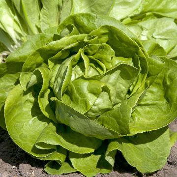 Salaatti Gustav's Salad