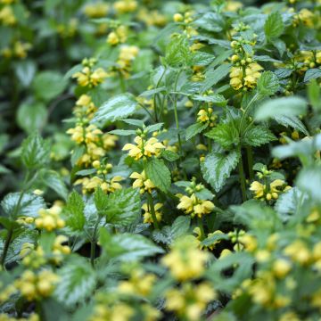 Keltapeippi Florentinum