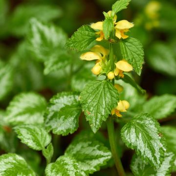 Keltapeippi - Lamium galeobdolon
