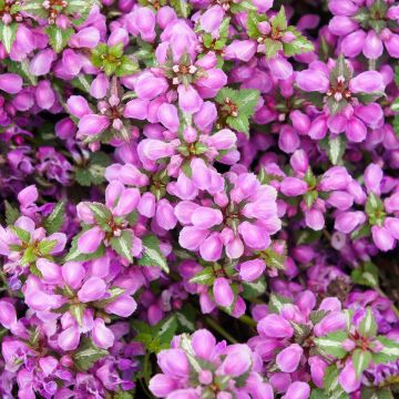 Täpläpeippi Pink Pewter