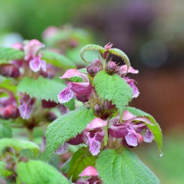 Samettipeippi - Lamium orvala