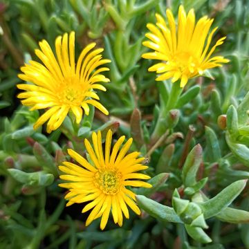 Oranssihelopäivikki Fleurs jaunes