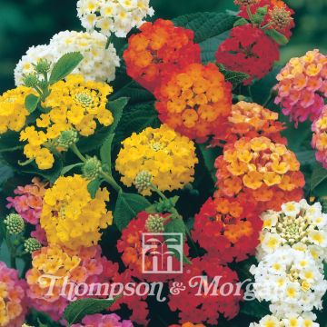 Kirjotulikruunu Mixed Hybrids (siemenet)