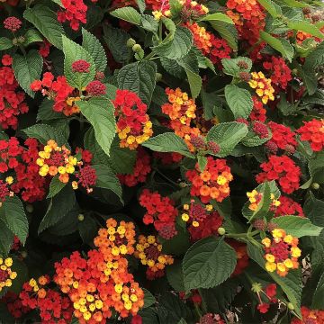 Kirjotulikruunu Bloomify Red