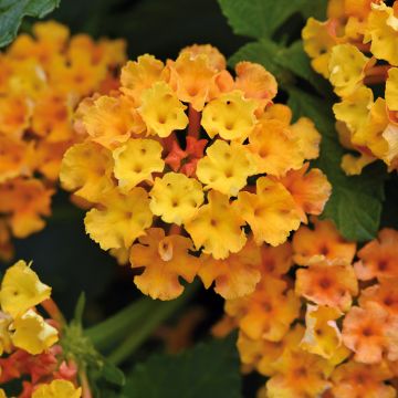 Kirjotulikruunu Bloomify Orange