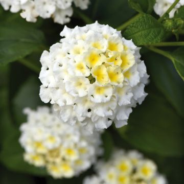 Kirjotulikruunu Bloomify White