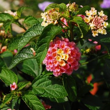 Kirjotulikruunu Evita Rose