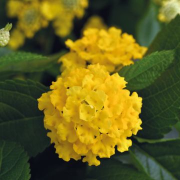 Kirjotulikruunu Lucky Yellow Improved