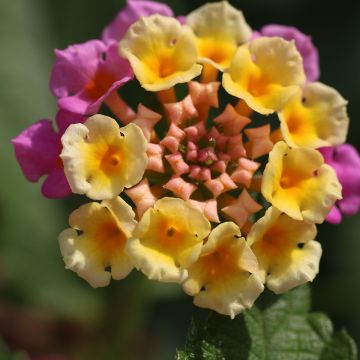 Kirjotulikruunu Shamrock Rose