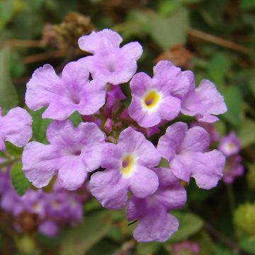 Pikkutulikruunu Mauve