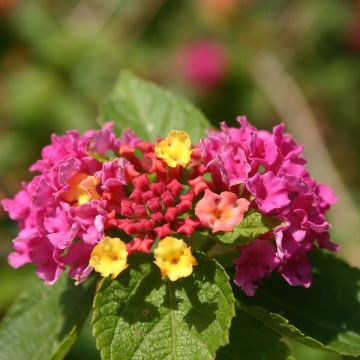 Kirjotulikruunu Gem Diva Pink