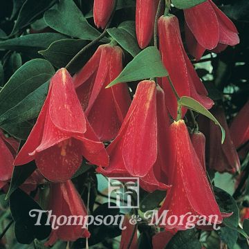 Punasuppilo (siemenet) - Lapageria rosea