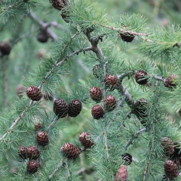Euroopanlehtikuusi - Larix decidua