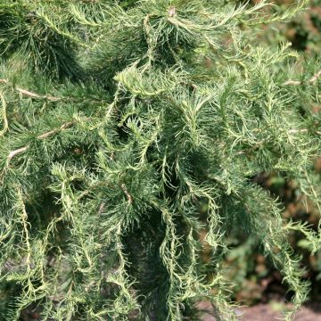 Euroopanlehtikuusi Horstmann Recurved