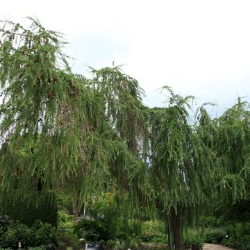 Euroopanlehtikuusi Pendula